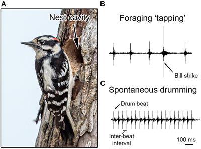 Evolutionary and Biomechanical Basis of Drumming Behavior in Woodpeckers